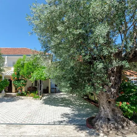Two Olive Trees *