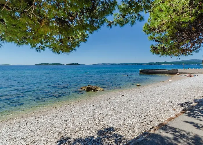 Two Olive Trees 오레비츠