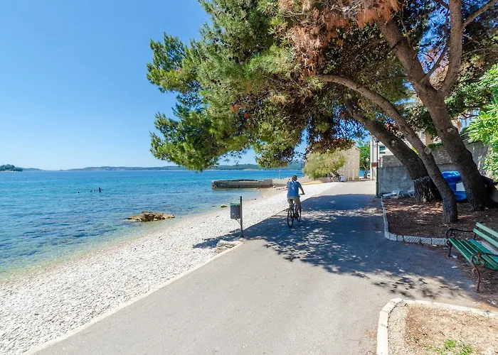 Two Olive Trees 오레비츠